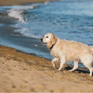 A dog on a beach