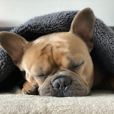 A dog keeping warm under a blanket