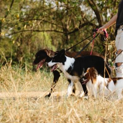 Dogs being walked