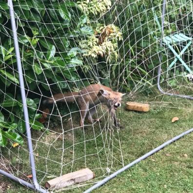 A fox caught in goal netting. Image: RSPCA