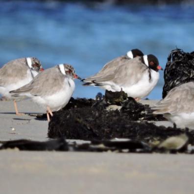 A family of hoodies (two parents with their three older chicks). Photo Kerry Vickers.