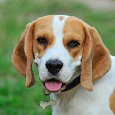 Beagle