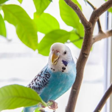 Blue Budgie