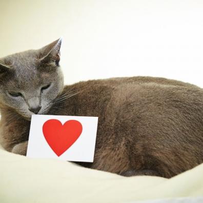 Cat with card