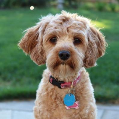 Cavapoo