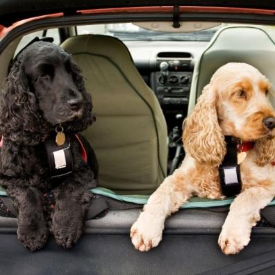 Cocker Spaniel dogs