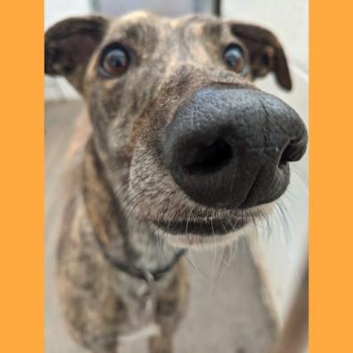 Connor - Forever Hounds Trust