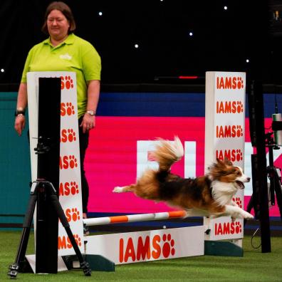 Crufts Agility Singles