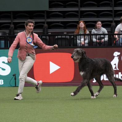 Crufts Vulnerable Breed Competition winner