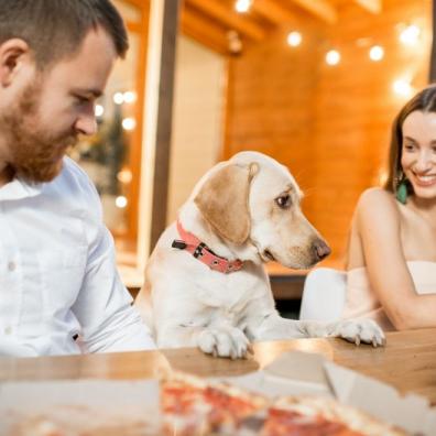 Dog dining with people 