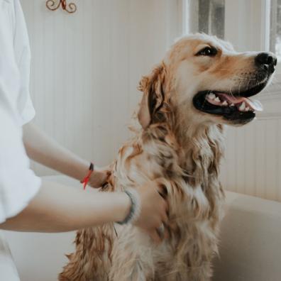 Dog in bath