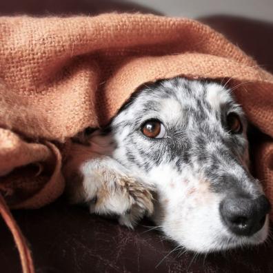 Dog on couch under blanket