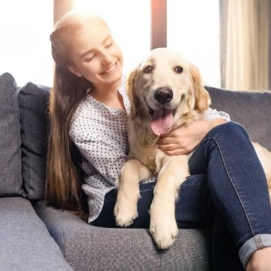 Dog on sofa 