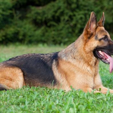 German Shepherd