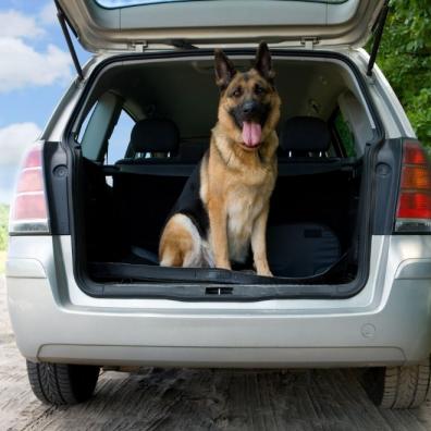 German Shepherd sitting in the boot of a car