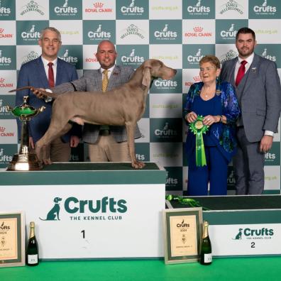 Hendricks, a Weimaraner, Gundog group winner at Crufts 2024 and David Alcorn and Gavin Ingram, with 