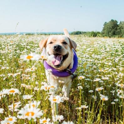 Lab & Daisies 