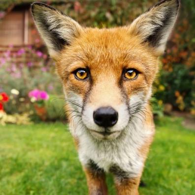 Red Fox in the Garden