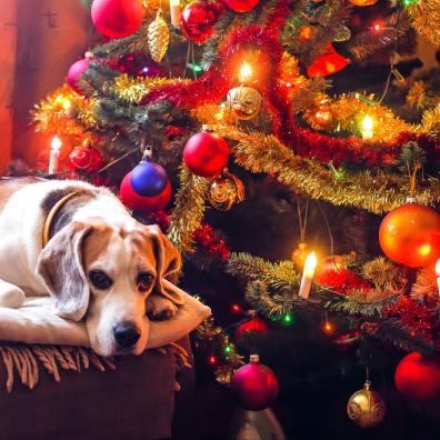 A dog at Christmas