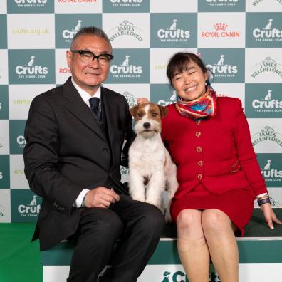 Zen, a Jack Russell Terrier, Terrier group winner at Crufts 2024, with Kao Miichi and Hiroshi Tsukuk