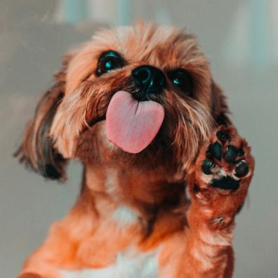 A dog licking a window