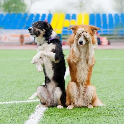 border collie dogs