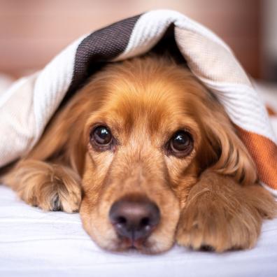 A dog in a bed