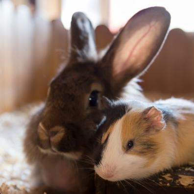 guinea pig and a rabbit