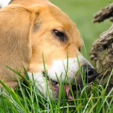 A dog eating grass