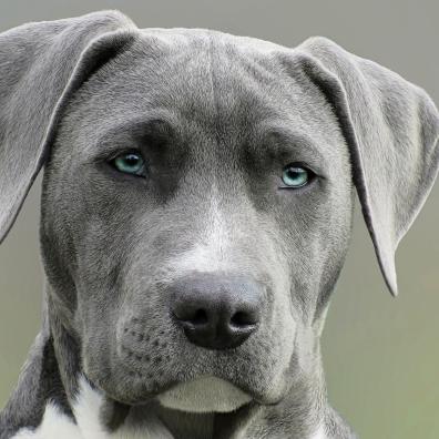 Close Up Photography of Adult Black and White Short Coat Dog