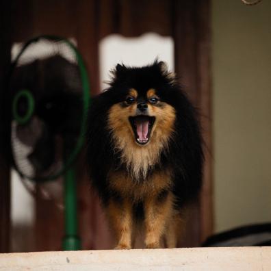 Black and Brown Long Coated Dog