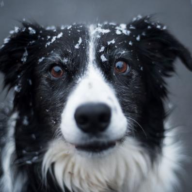 Selective Focus Photography of Adult Black and White Border Collie