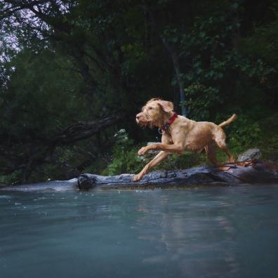 A Dog Jumping into the Water