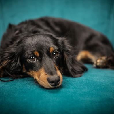 Black and Tan Long Coat Dog