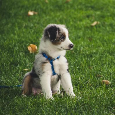 White and Gray Australian Shepherd Puppy Sitting on Grass Field