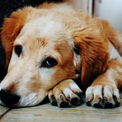 Tan and White Short Coat Dog Laying Down in a Brown Wooden Floor