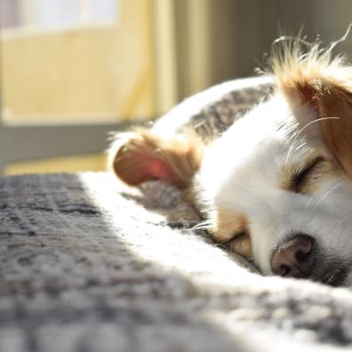 Closeup Photography of Adult Short-coated Tan and White Dog Sleeping on Gray Textile at Daytime