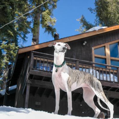 Greyhound on Snowy Ground