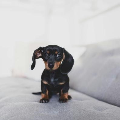 Friendly black Dachshund puppy on soft couch