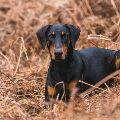 A Doberman in a field