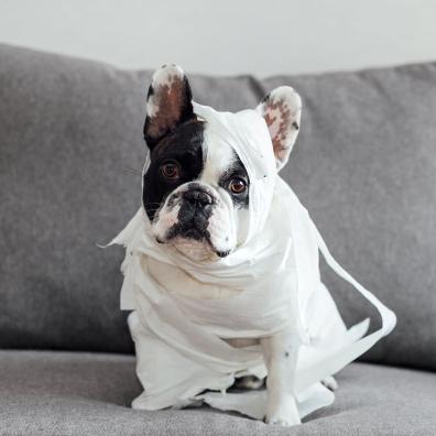 French Bulldog Embalmed with Toilet Paper on Couch