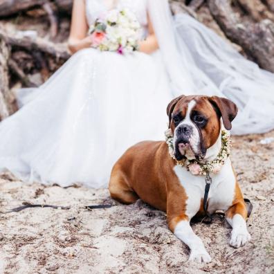 Bride and Her Brown and White Dog