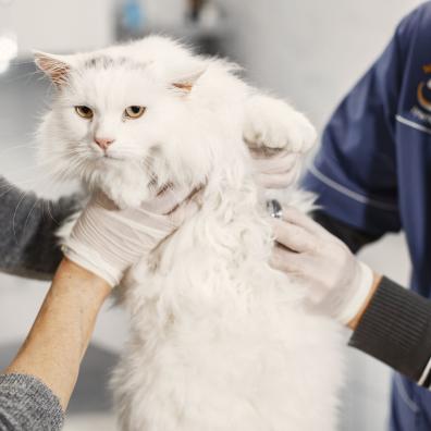 Cat at the Veterinarian