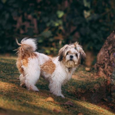 Dog Standing Beside Tree