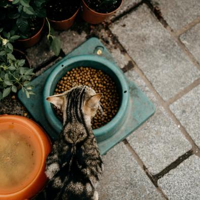 Photo of a Cat Eating