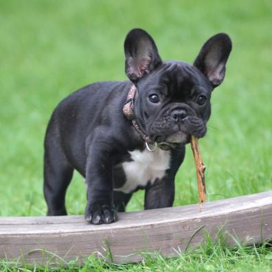 Black and White French Bulldog Puppy