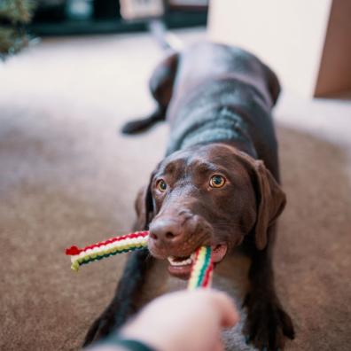 Dog Pulling His Toy