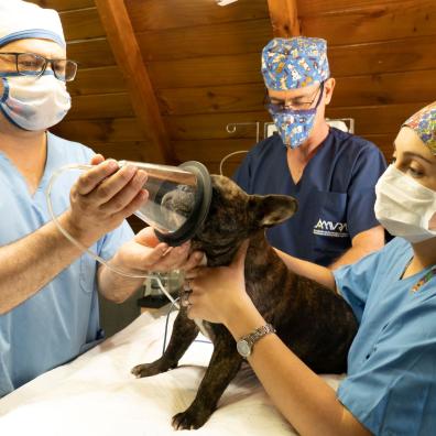 Vets Putting a Dog Under Anesthesia