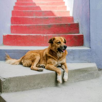 Cute dog resting on colourful stairs on street