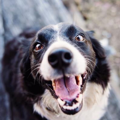 Shallow Focus Photography of Adult Black and White Border Collie